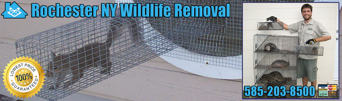 Rochester Wildlife and Animal Removal